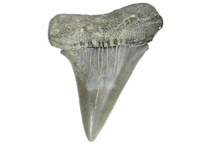 Large, Fossil Mako Tooth - Lee Creek (Aurora), NC #179848